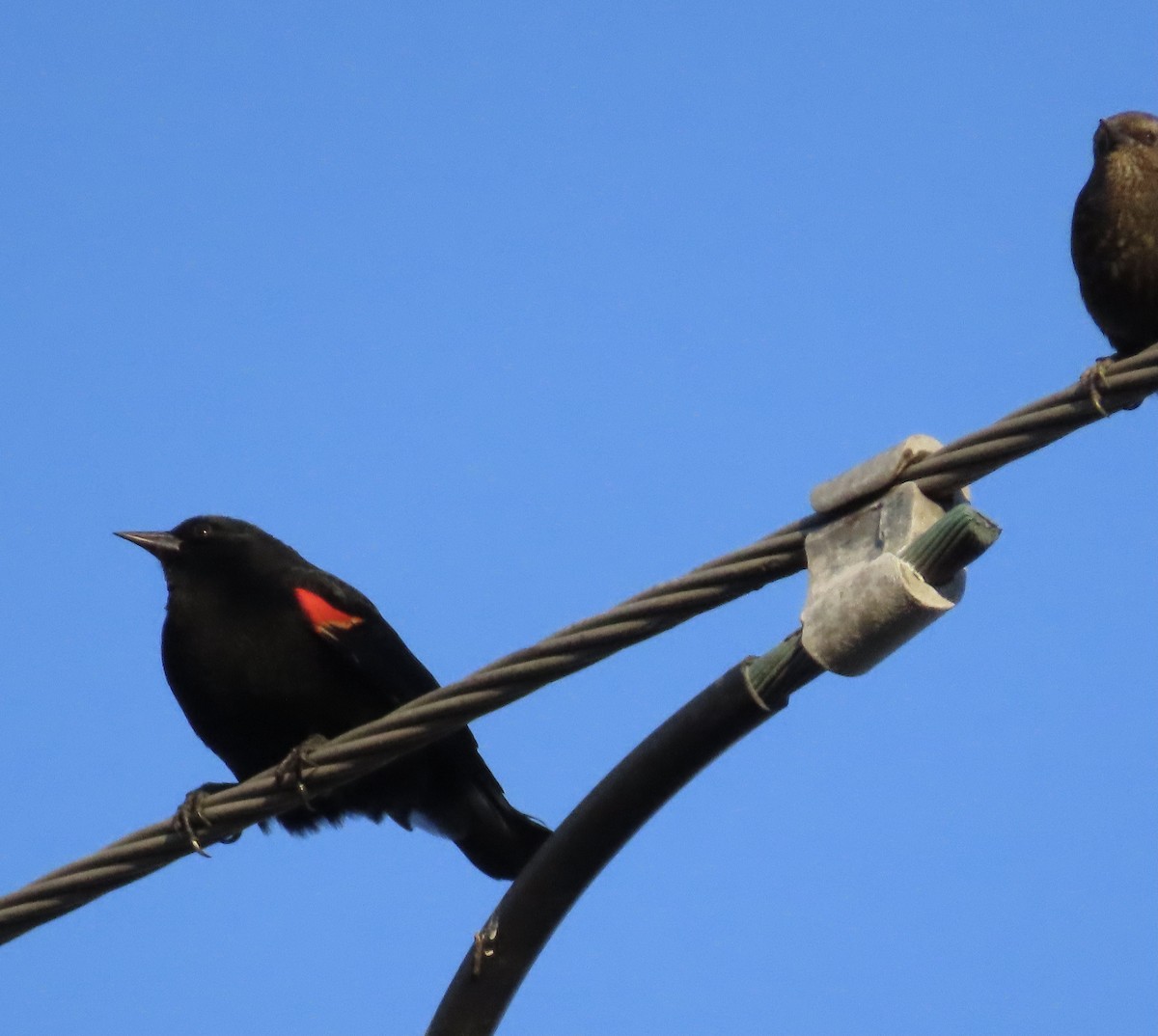 Red-winged Blackbird (California Bicolored) - ML422125051