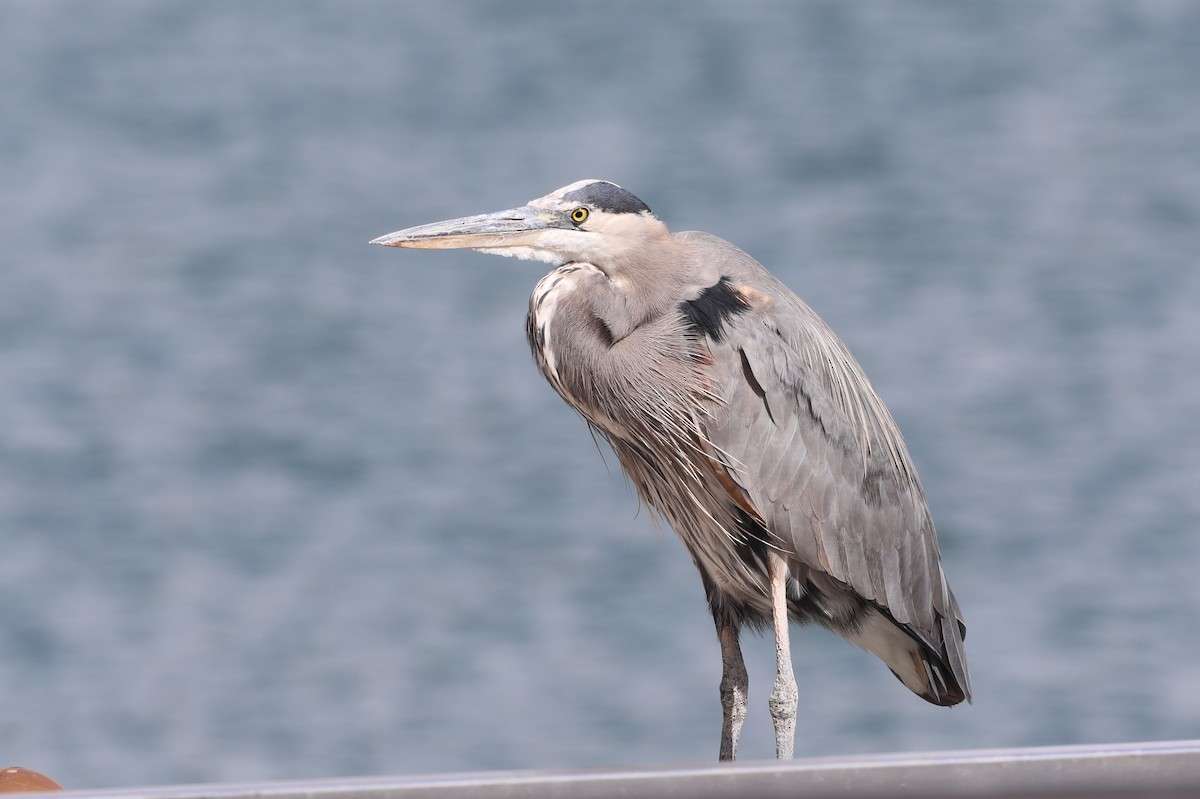 Great Blue Heron - ML422126071