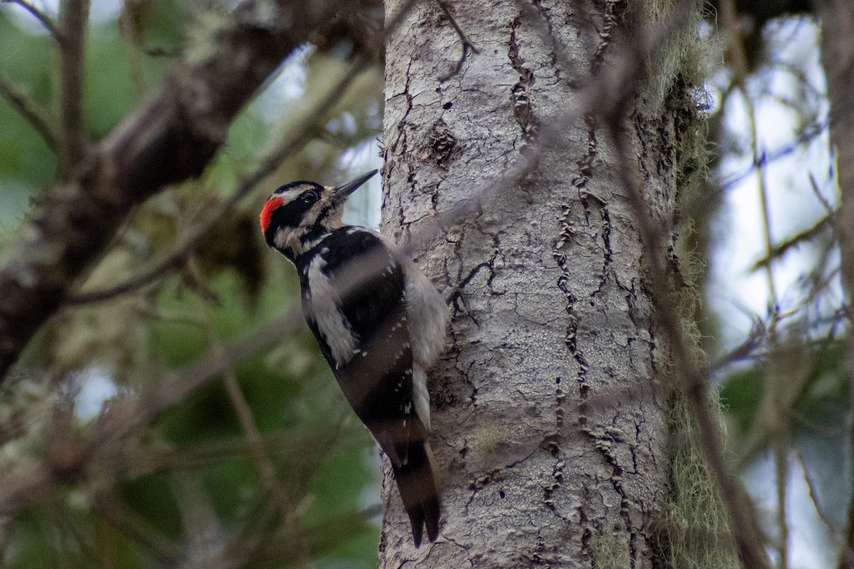 Hairy Woodpecker - ML422128051