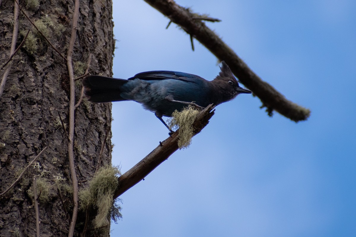 Steller's Jay - ML422128201