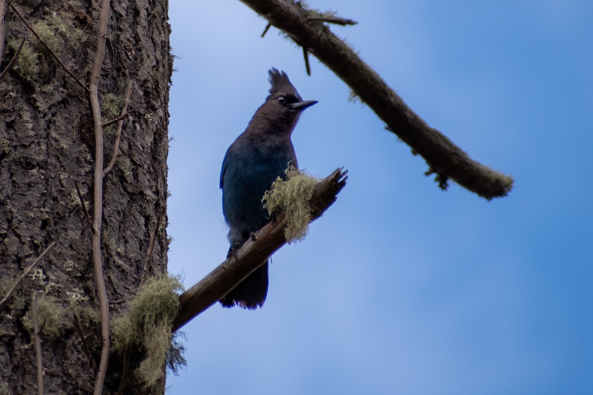 Steller's Jay - ML422128261