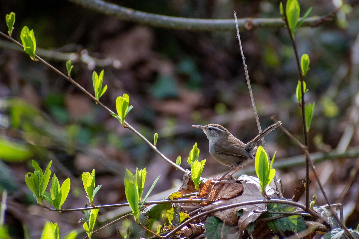 Bewick's Wren - ML422129031