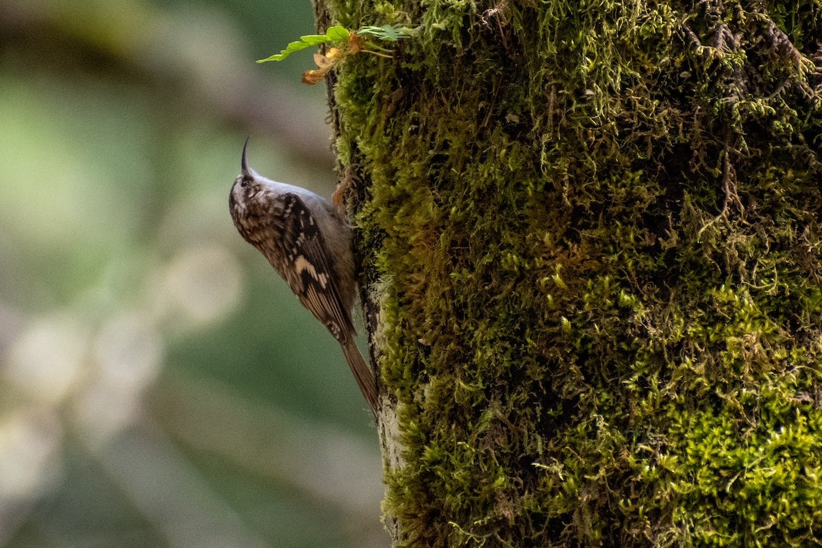 Brown Creeper - ML422129071