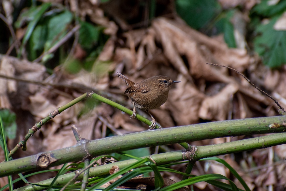 Pacific Wren - ML422129161