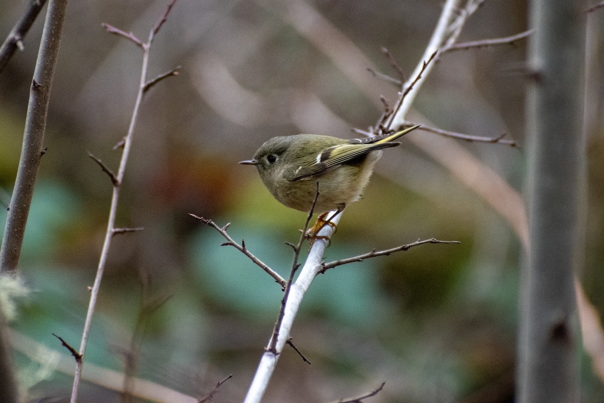 Ruby-crowned Kinglet - ML422130311