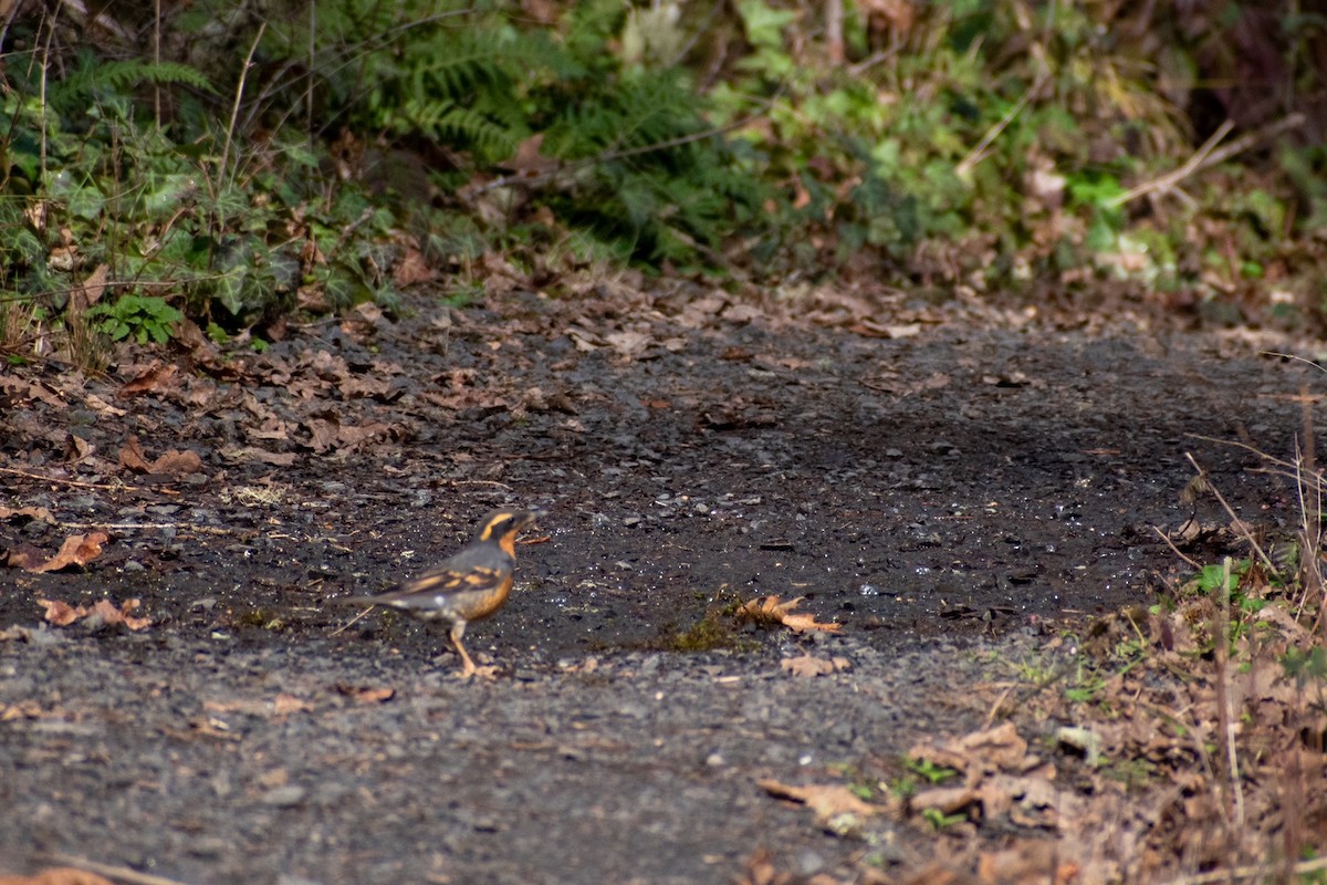 Varied Thrush - ML422131881