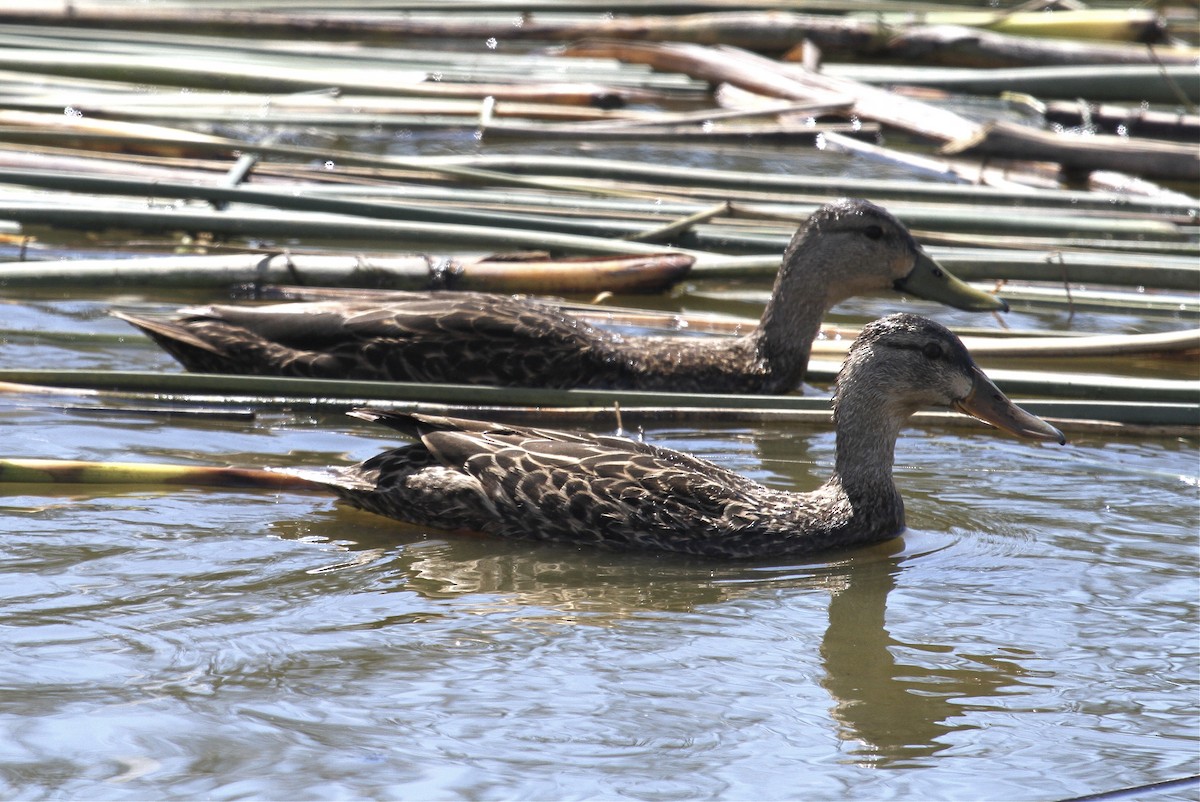 Mottled Duck - Esme Rosen
