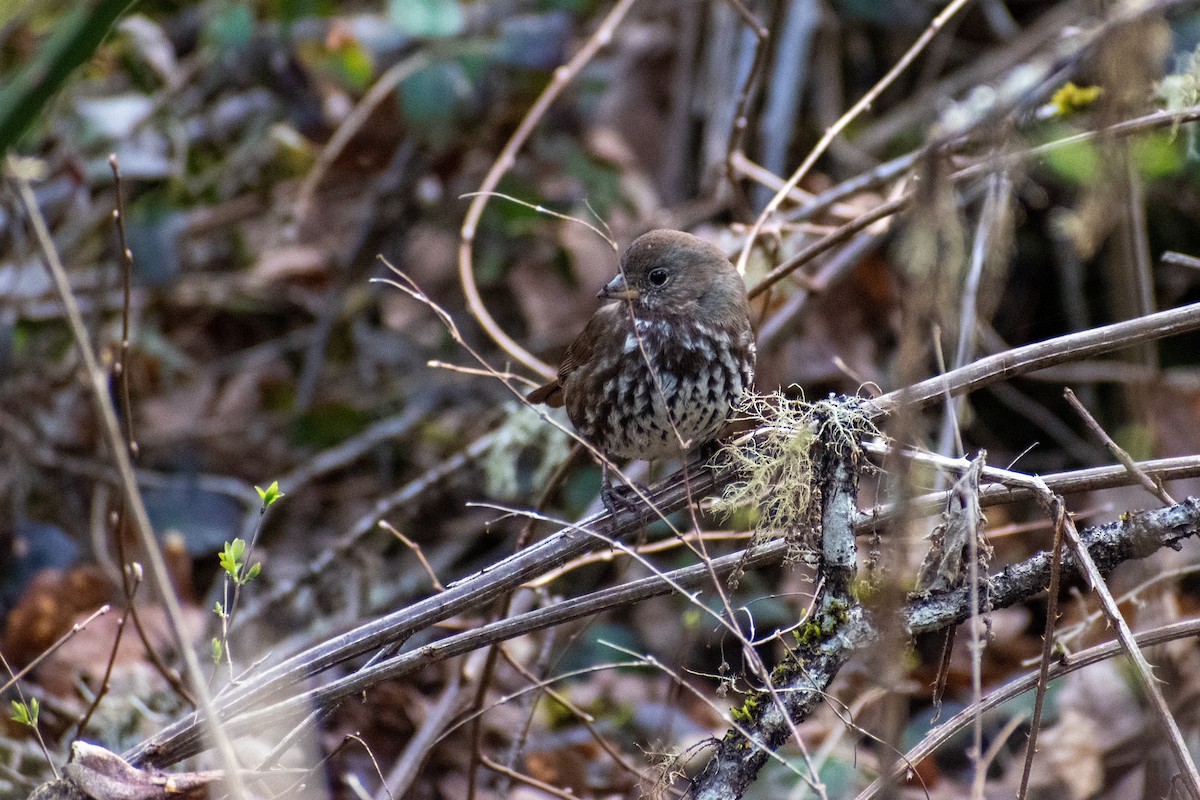 Fox Sparrow - ML422132131