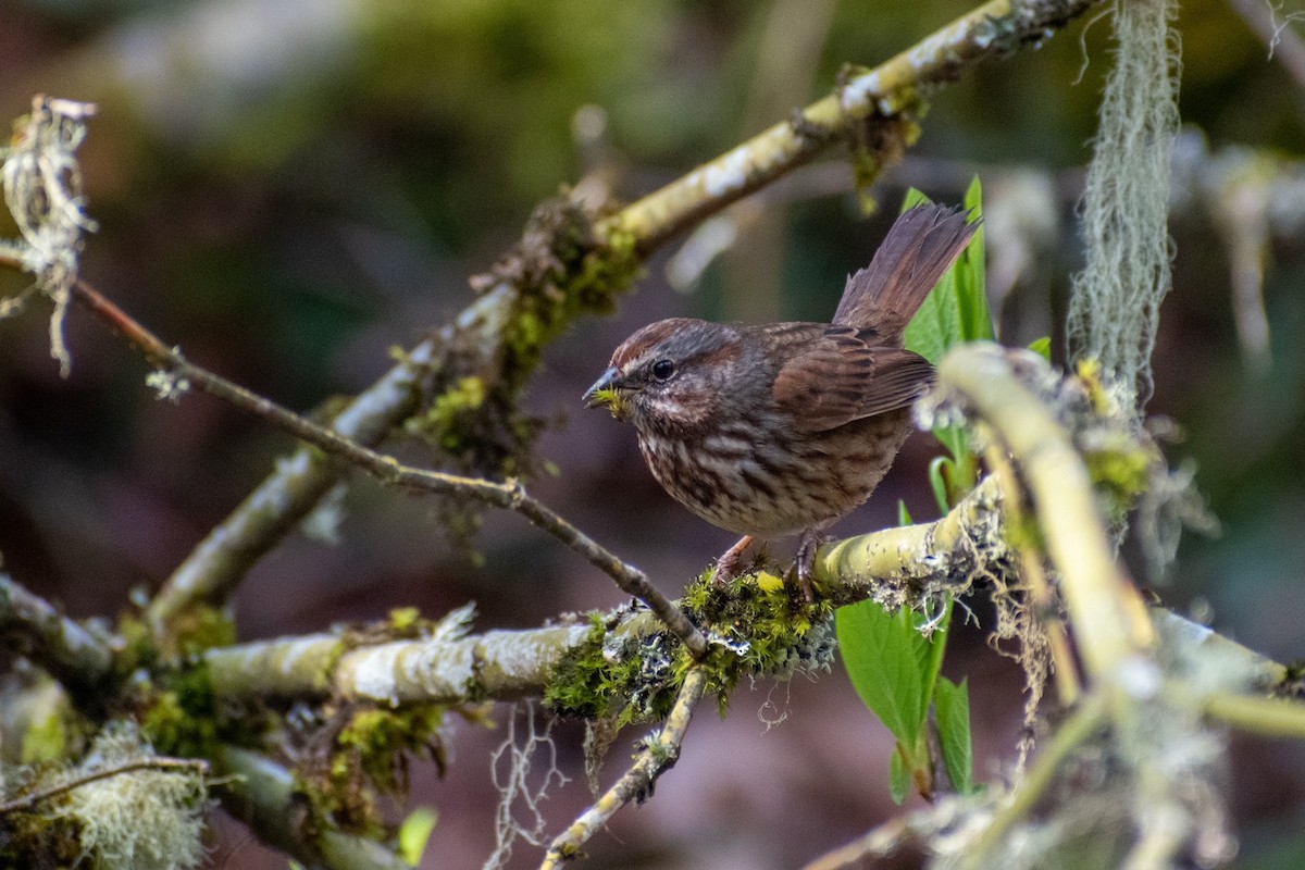 Song Sparrow - ML422132141