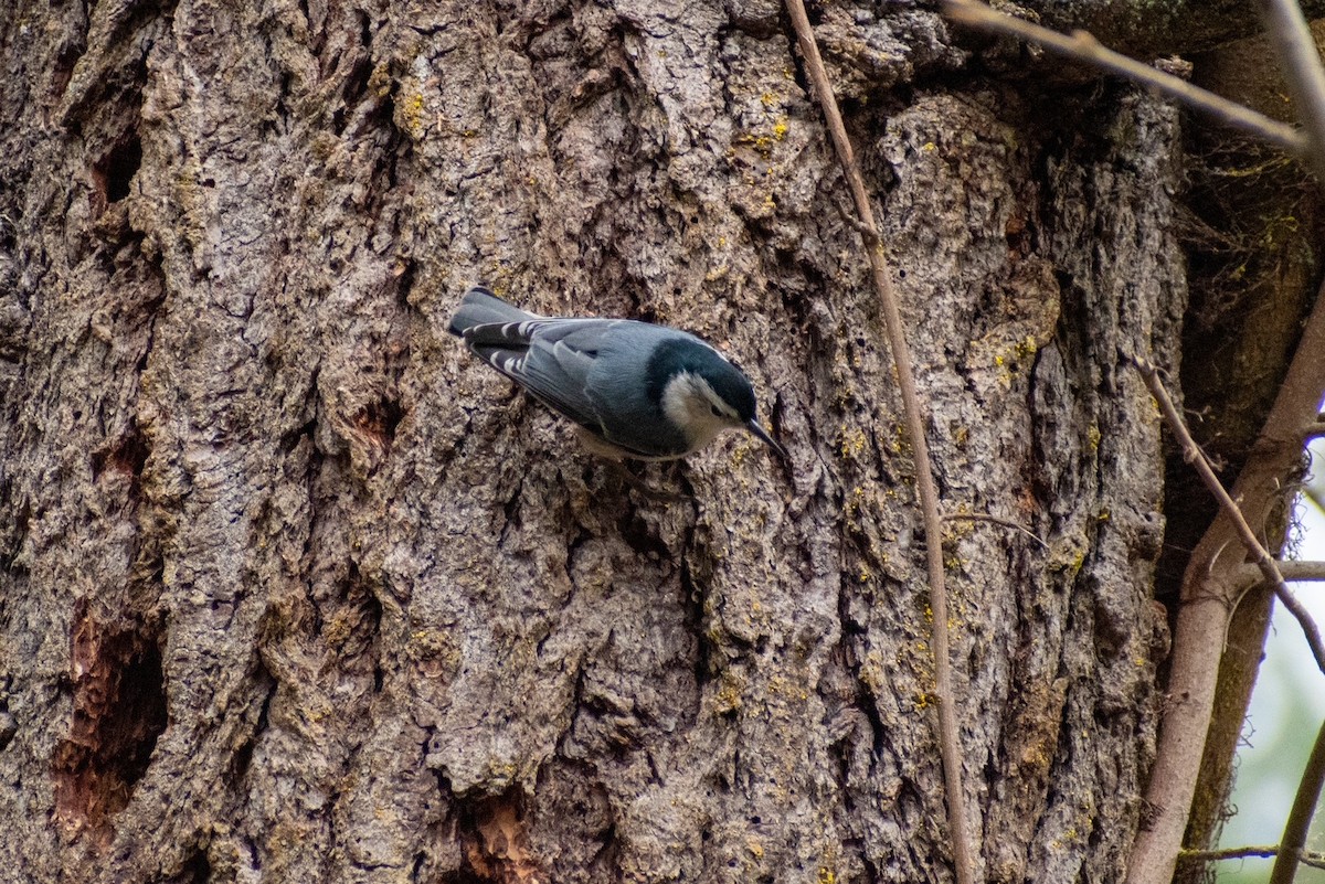 White-breasted Nuthatch - ML422132321