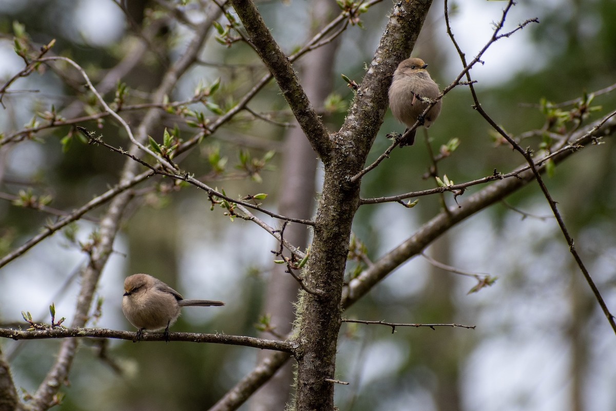 Bushtit - ML422132361