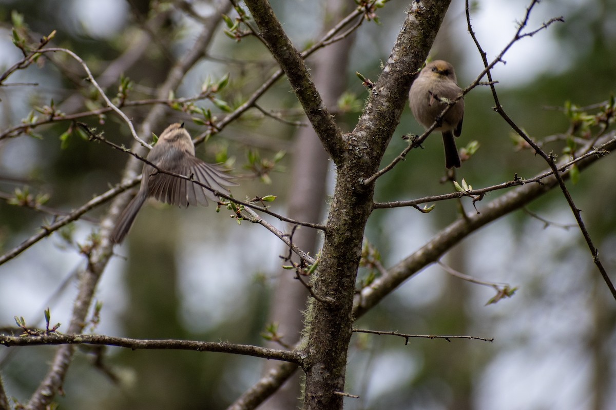 Bushtit - ML422132471