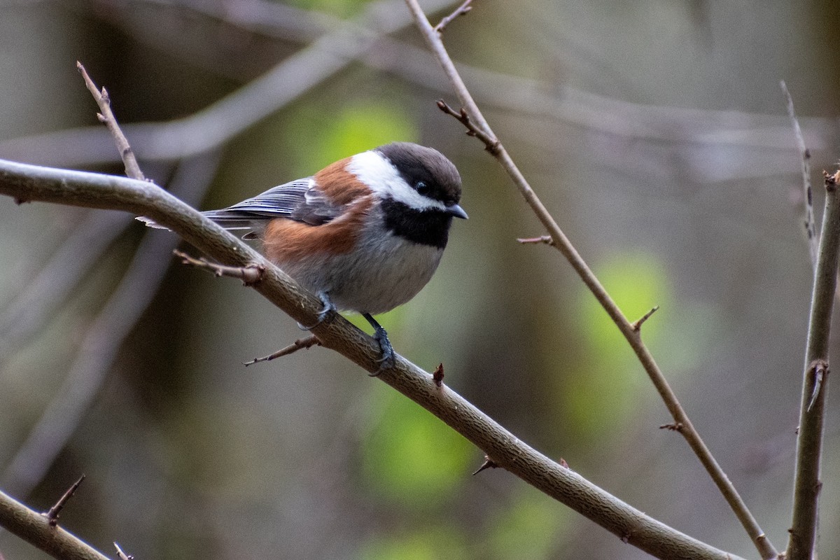 Chestnut-backed Chickadee - ML422132541