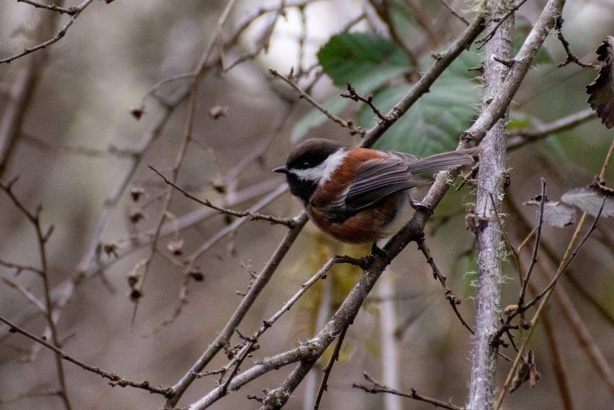 Chestnut-backed Chickadee - ML422132561