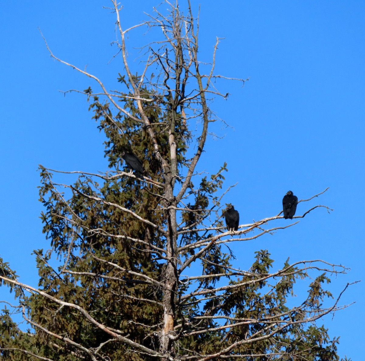 Black Vulture - ML422132671