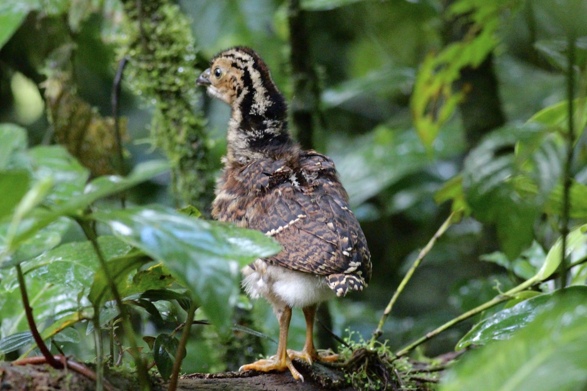 Great Curassow - Jamie Adams