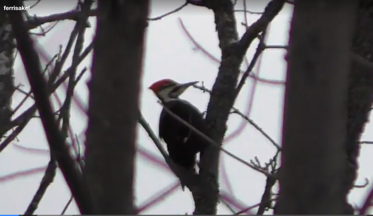 Pileated Woodpecker - Ferris Akel