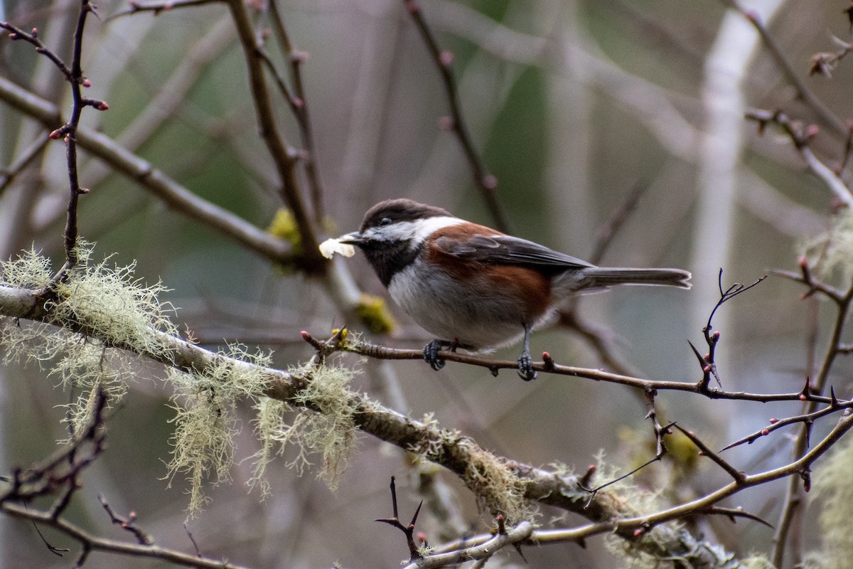 Chestnut-backed Chickadee - ML422133961