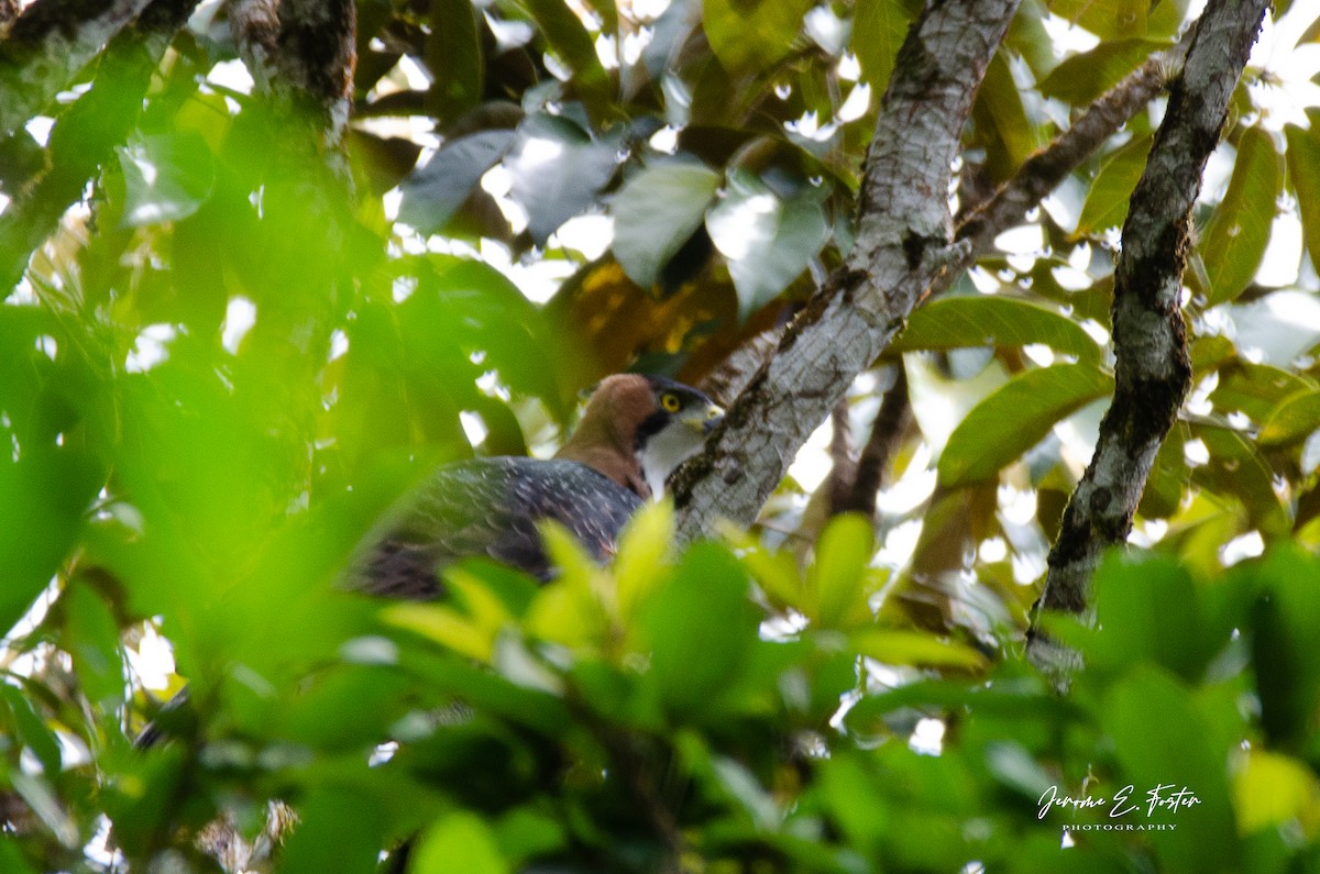 Ornate Hawk-Eagle - ML422134721