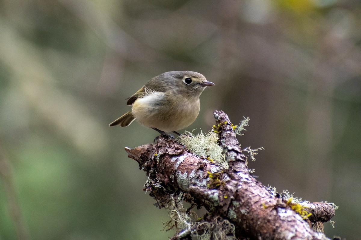 Hutton's Vireo - ML422134741