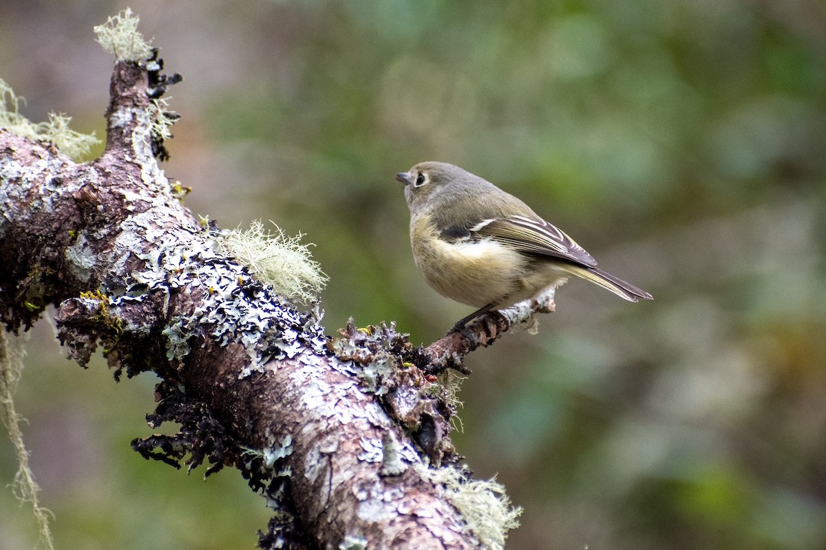 Hutton's Vireo - ML422134751