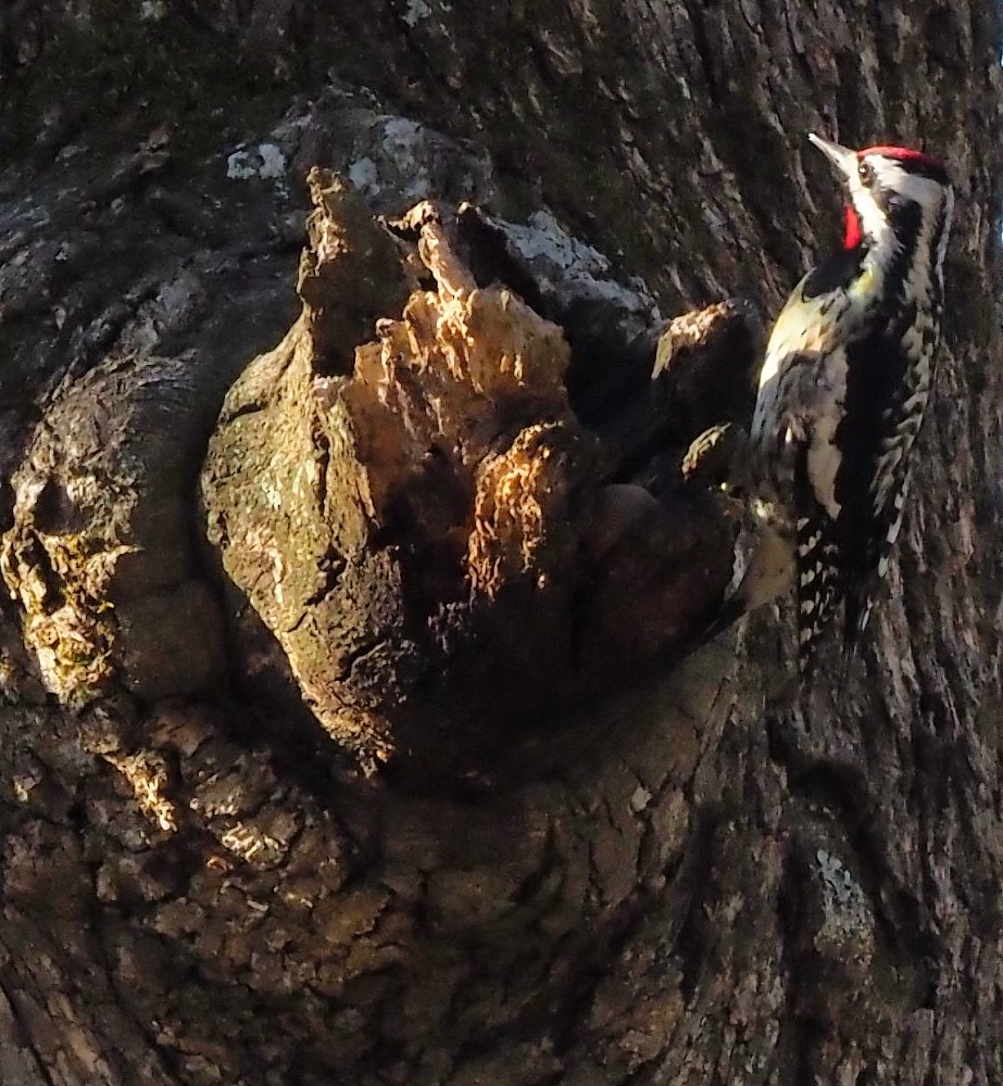 Yellow-bellied Sapsucker - ML422135101