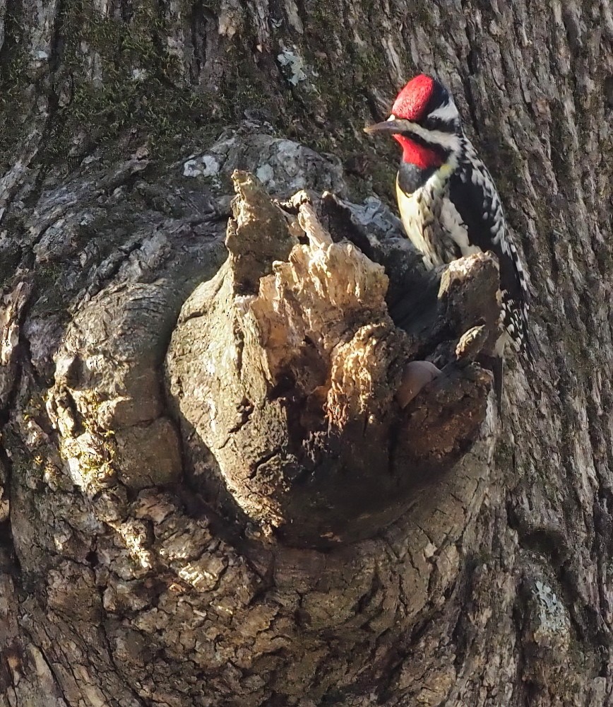 Yellow-bellied Sapsucker - ML422135111