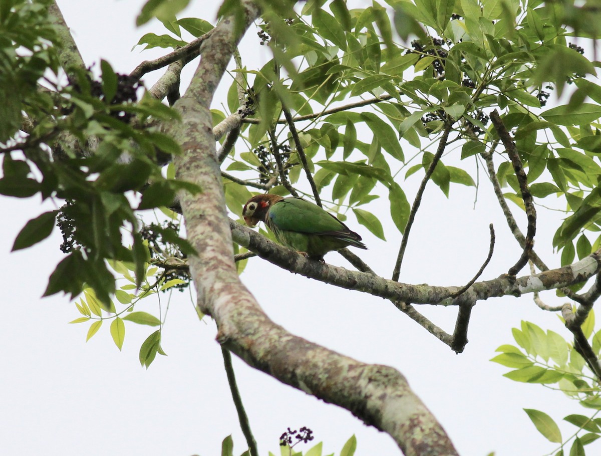 Brown-hooded Parrot - ML42213711