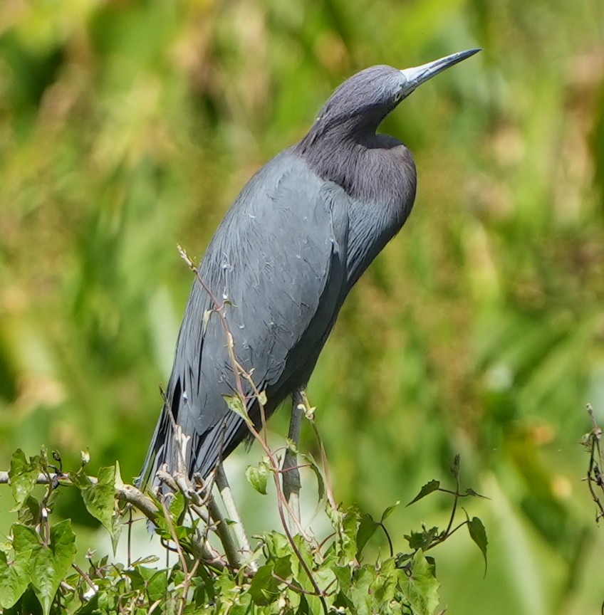 Little Blue Heron - ML422138571