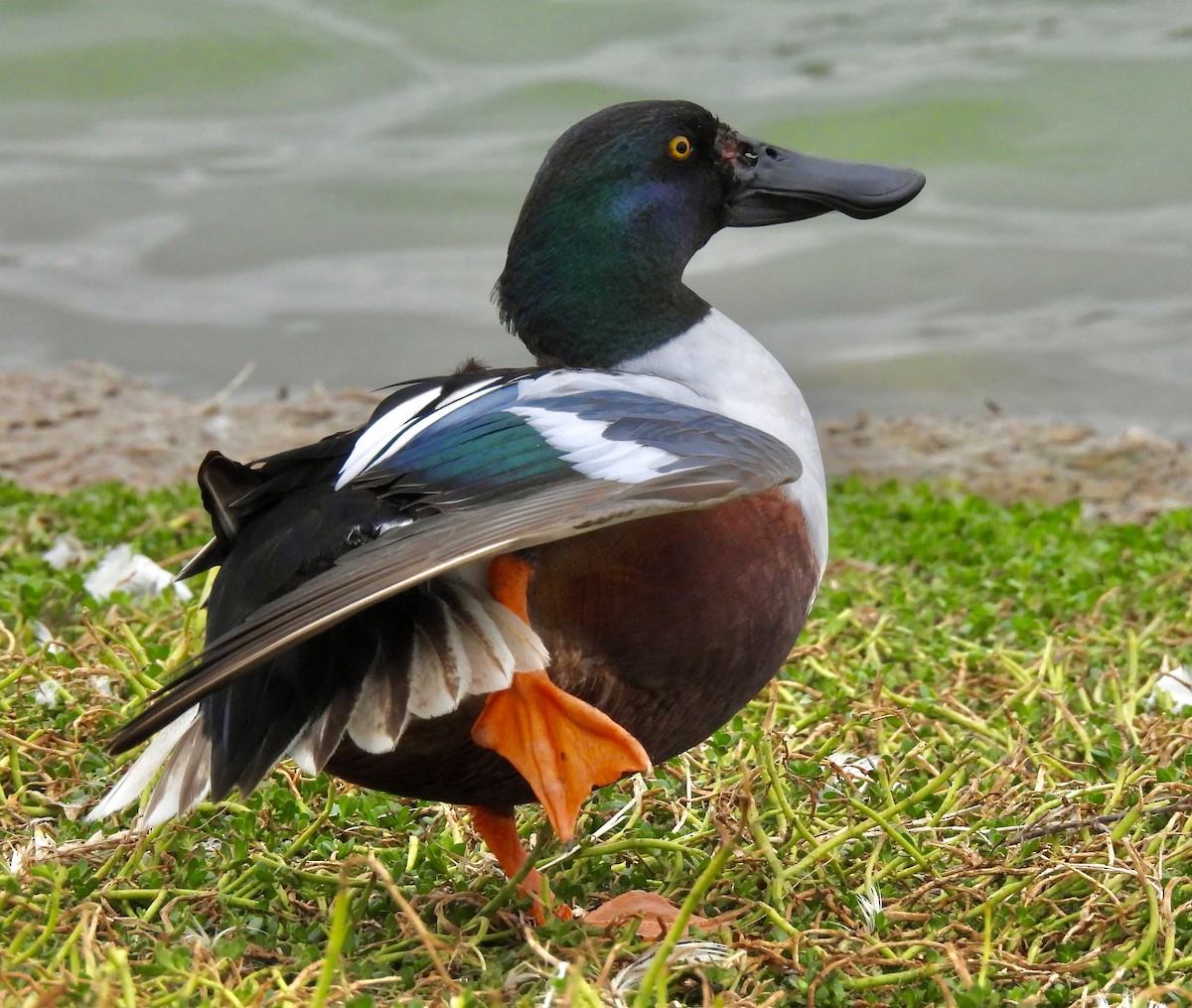 Northern Shoveler - Van Remsen