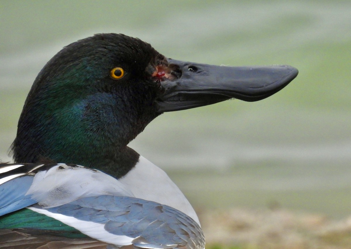 Northern Shoveler - Van Remsen