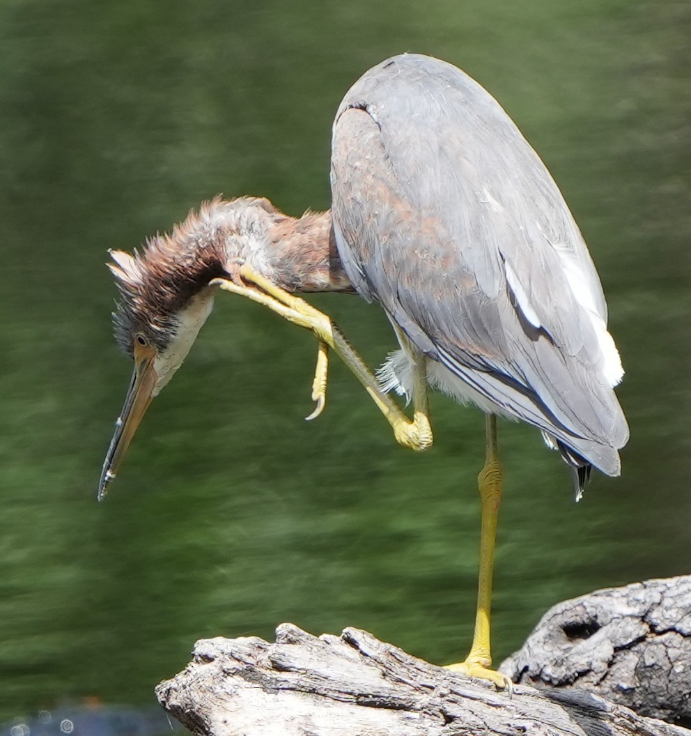 Tricolored Heron - ML422139161