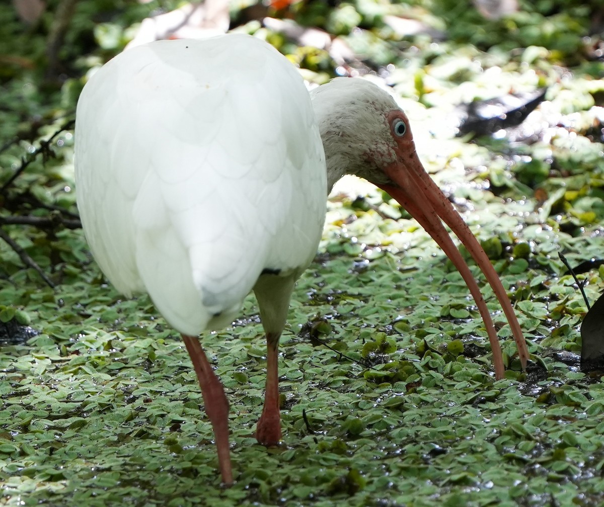 White Ibis - ML422139491