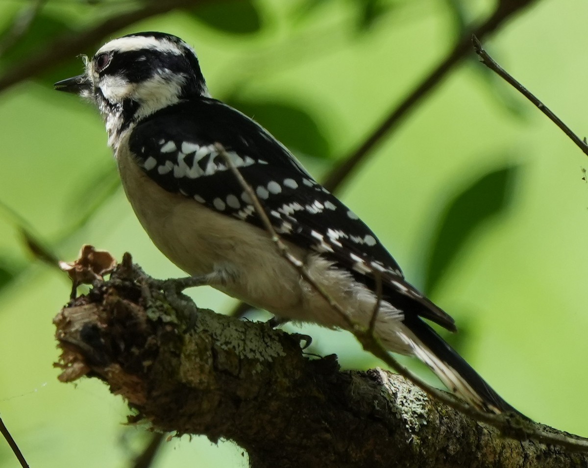 Downy Woodpecker - ML422139641