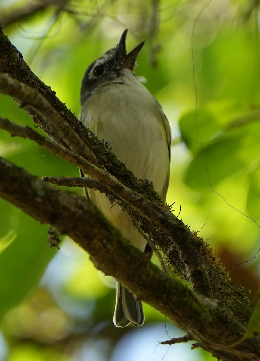 Blue-headed Vireo - ML422139801