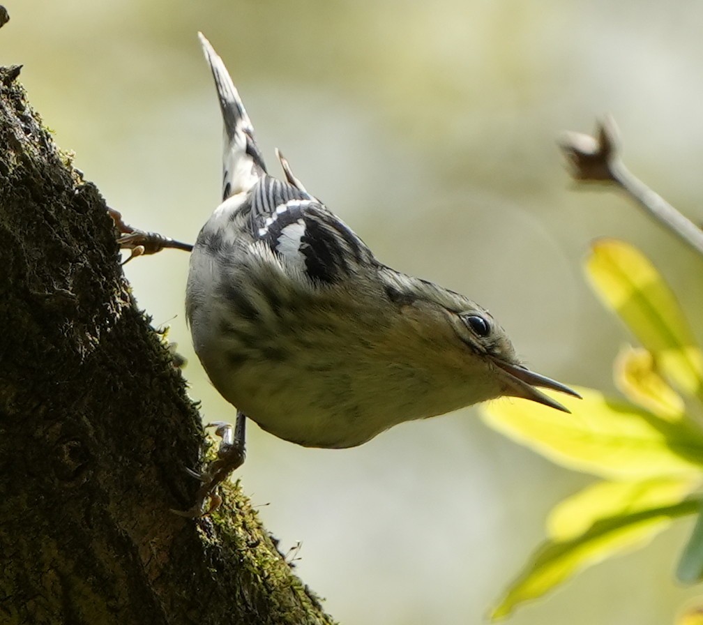 Black-and-white Warbler - ML422140171