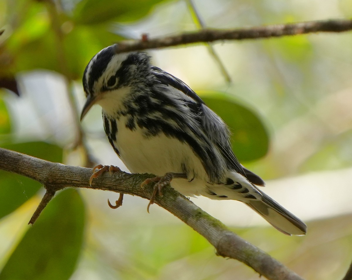 Black-and-white Warbler - ML422140211