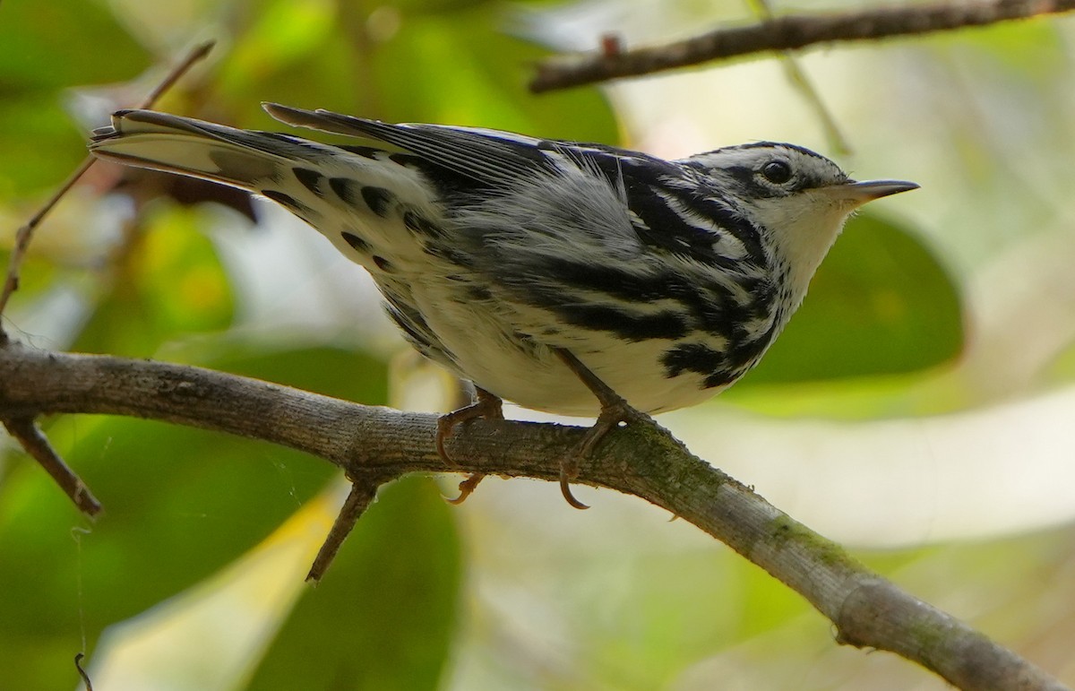 Black-and-white Warbler - ML422140311