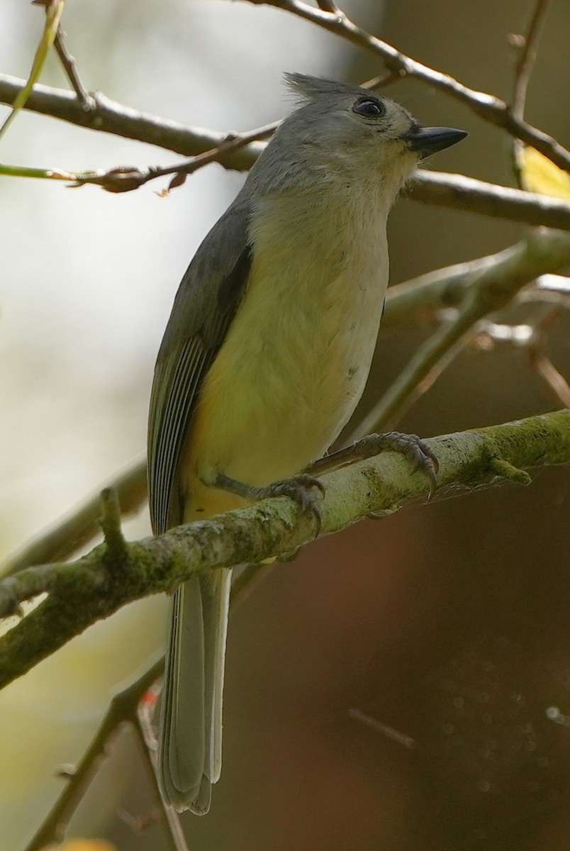 Tufted Titmouse - ML422140371