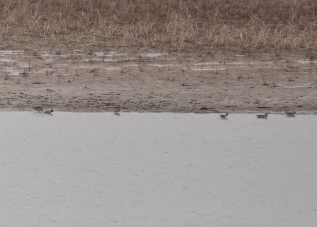 Northern Pintail - ML422140401