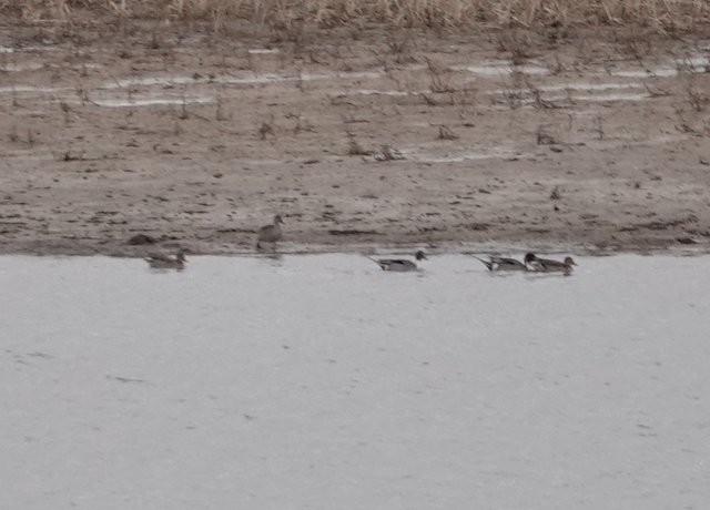 Northern Pintail - ML422140421