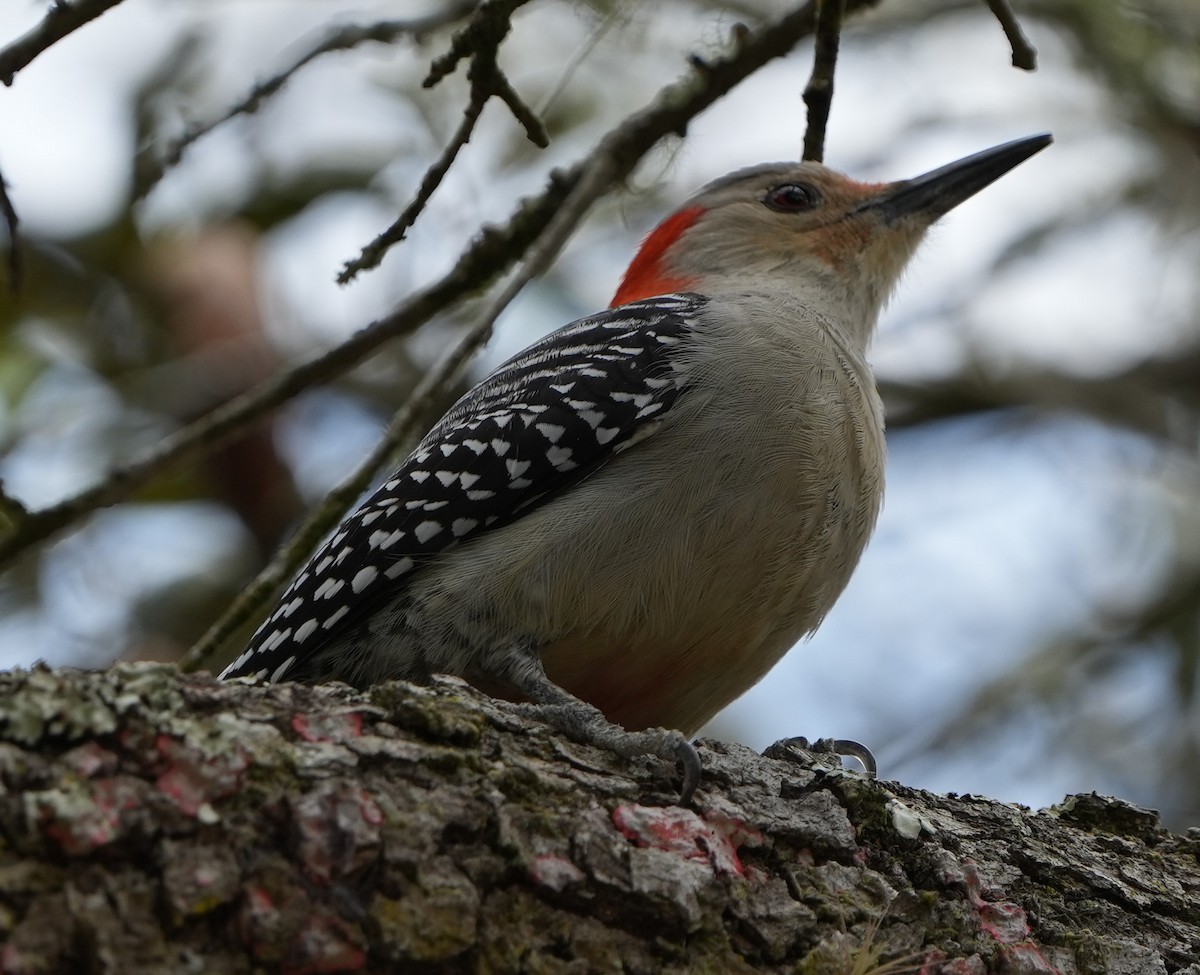 Red-bellied Woodpecker - ML422140641
