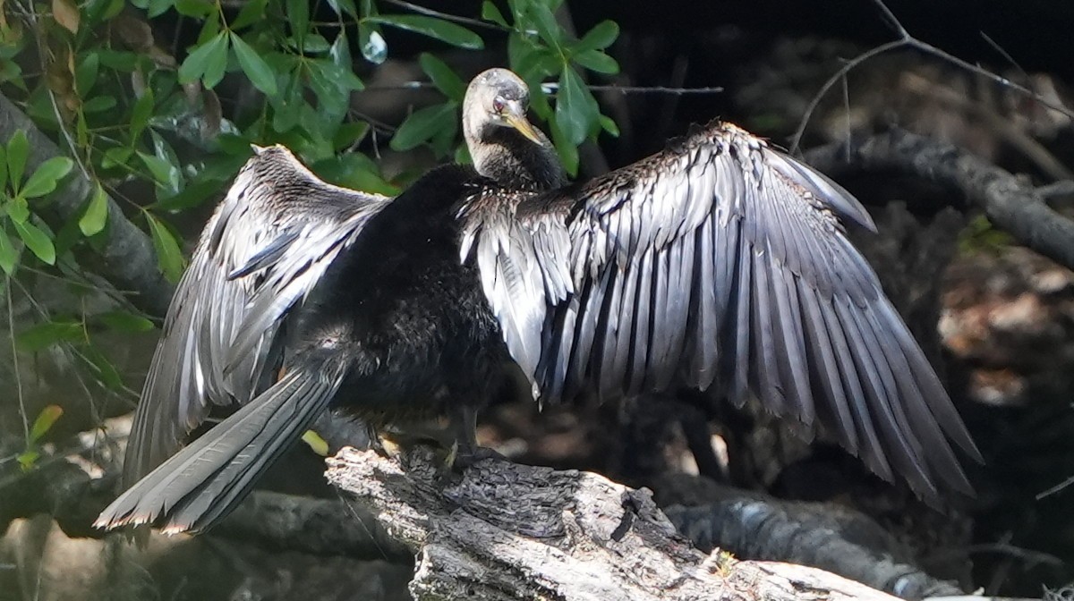 Anhinga - ML422141021