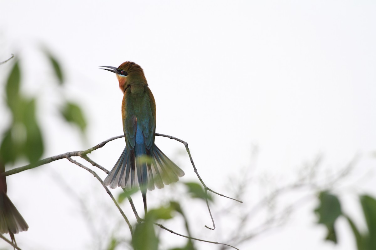 Blue-tailed Bee-eater - ML422141581
