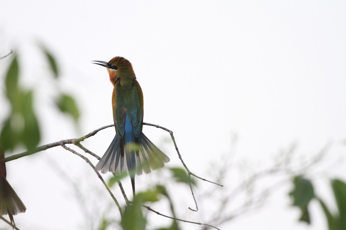 Blue-tailed Bee-eater - Gobind Sagar Bhardwaj