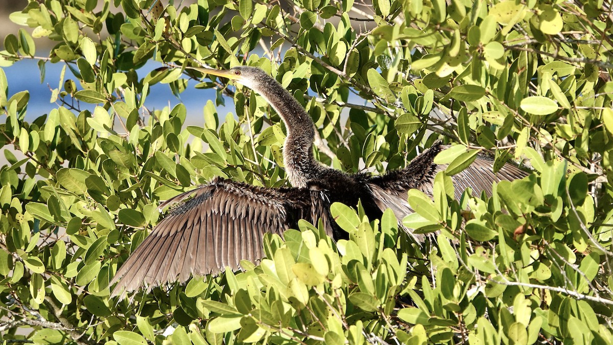 Anhinga - ML422141591