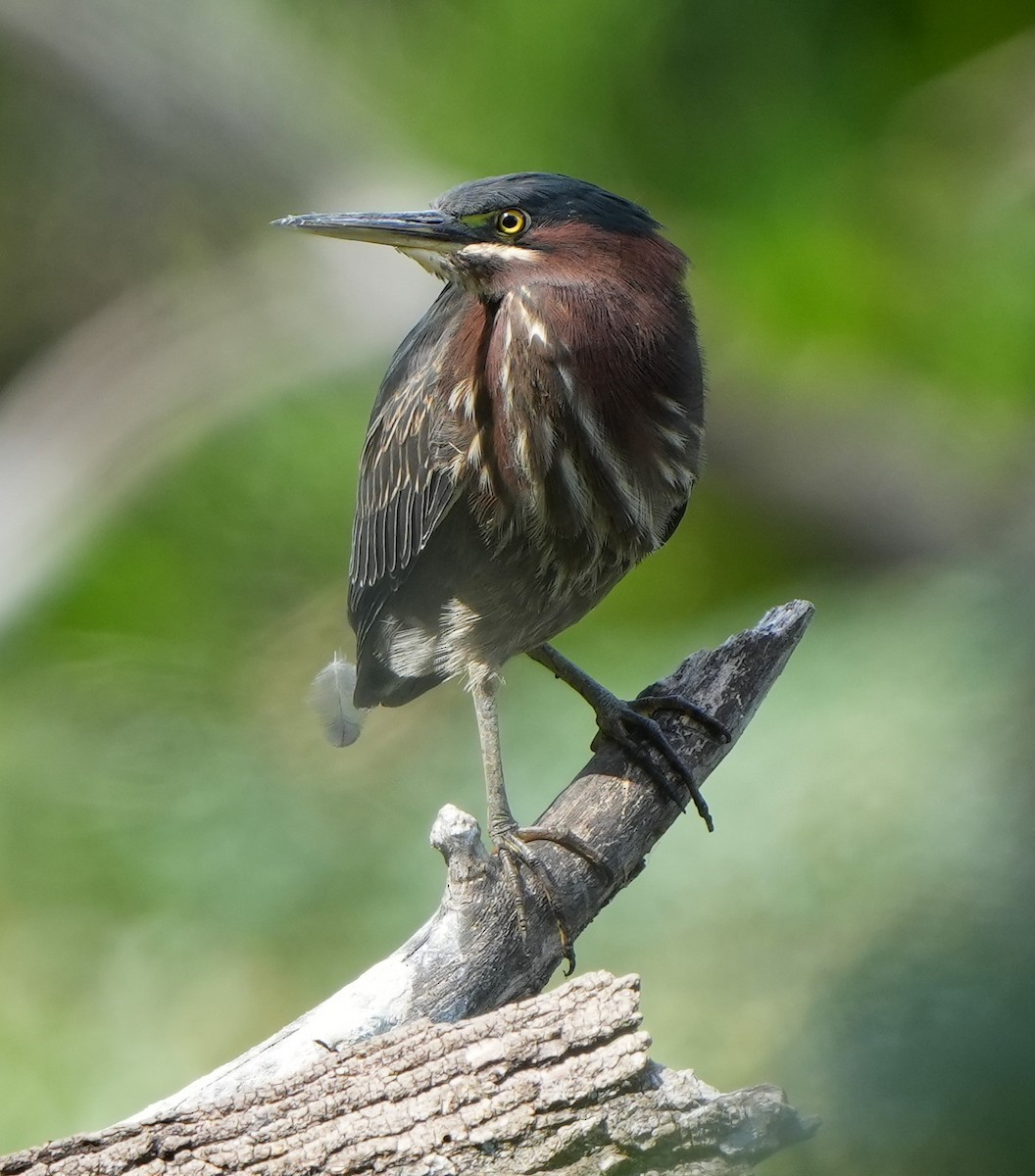 Green Heron - ML422141721