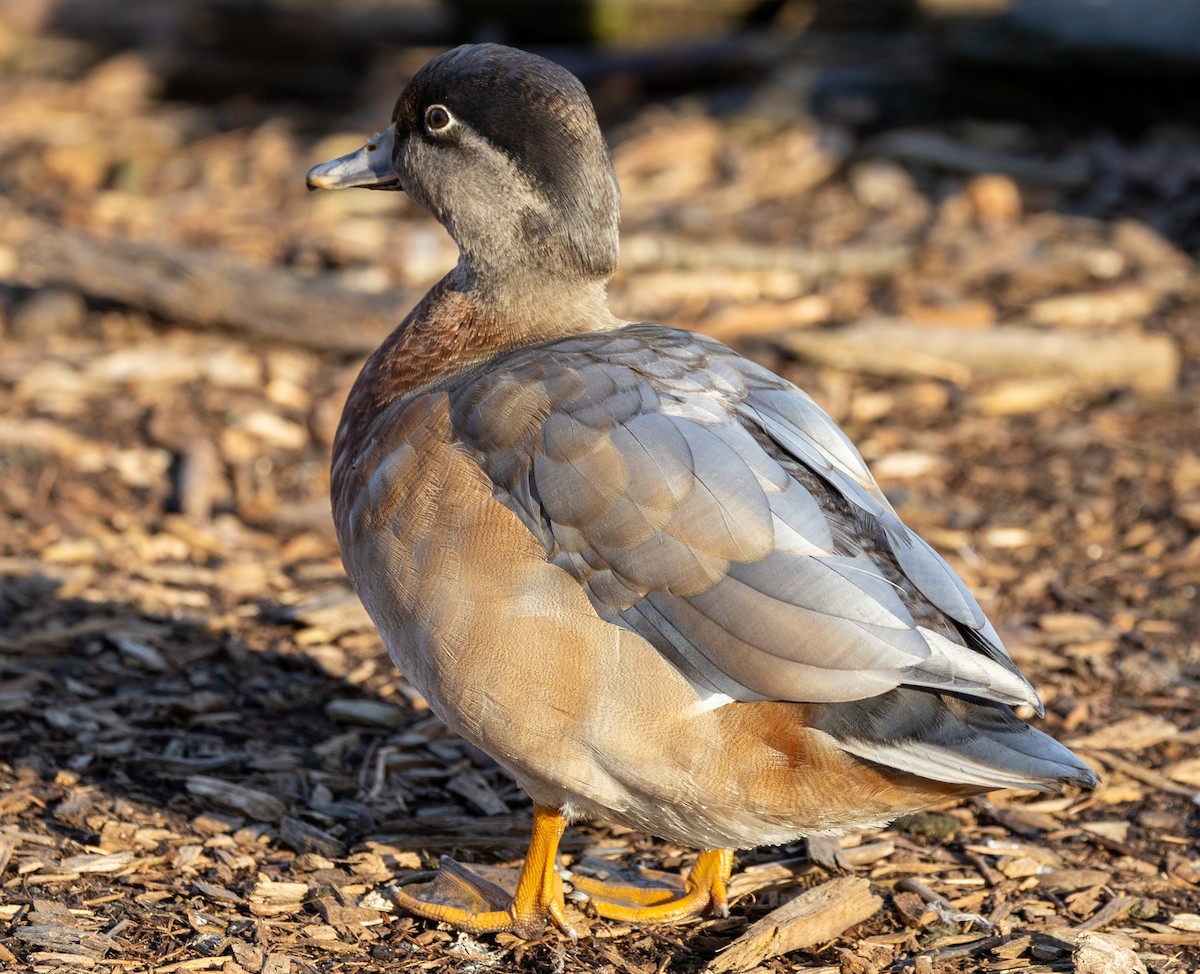 Wood Duck x Mallard (hybrid) - ML422142311