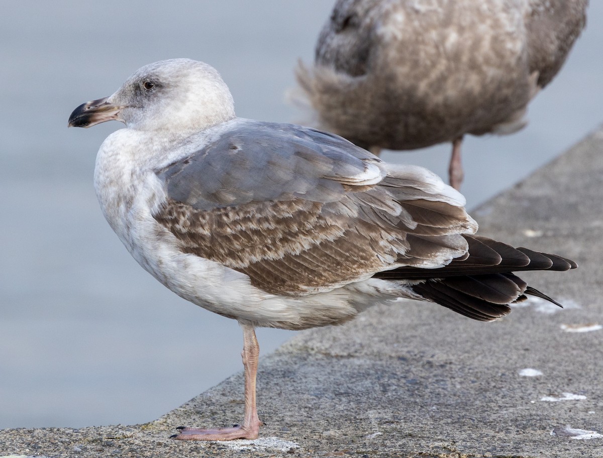 Western Gull - ML422142461