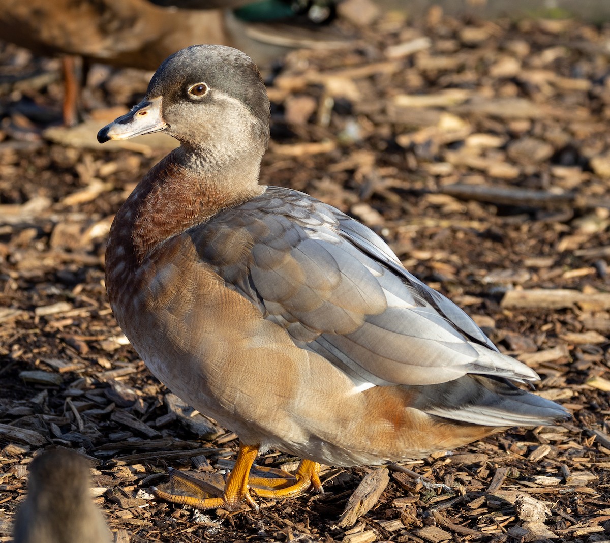 Wood Duck x Mallard (hybrid) - ML422142531